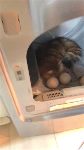 Hilarious Siberian Cat Reactions After Laundry