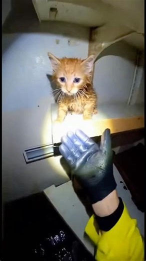 Let’s Safe Life Together— Helped a little soul 🥹🐱🐾 #cat