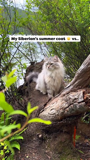 Sleek summer coat vs puffer jacket in the winter 😆 Siberians have visibly different coats each season that are designed to help them adapt to temperature changes 🌡️ It can take up to five years before you get to enjoy a Siberians full winter glory, and honestly Reinhardt used to have a pretty pathetic winter coat that barely kept him warm. Nowadays he becomes a snowball once the cold sets in, and honestly it’s my favourite version of him even if it means way more lint rolling 🤭 Inspired to po