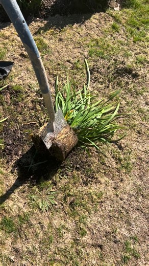 Now is the perfect time to start dividing some of your perennials. Watch my wee demo of how to go about it. This is from a store bought plant but it works just the same as a plant growing in your garden. Most perennials benefit from being divided every few years and you can often tell as they will produce fewer or smaller flowers than normal, the centre of the plant is dying leaving a bare spot or just generally looks unhealthy or it has become to big for the space. Not only does it rejuvenate t