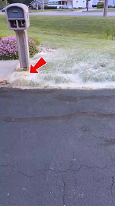 cottonwood amazing tree #facts #shortsfeed #shorts | Yeakub Ali Emon