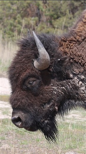 A very close bison. I always love it when good light reveals fine details and color. Spring in Montana. #outdoors #nature #animals | Michael Hodges, Author