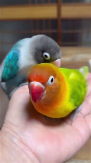 Birds are so cute part 511 #birdsplaying #funny #parrot