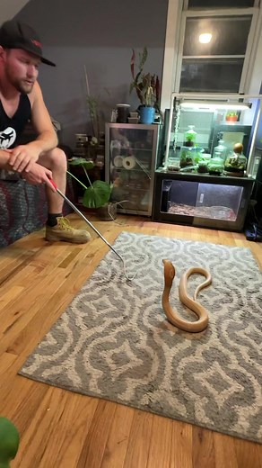 I wanted to show a little bit of khaleesi showing thought process. As you can see she is not stressed but is on Gaurd and thinking what is going on. Gotta love her she’s so smart it’s crazy people def don’t give them enough credit. .Snake - albino monocled cobra ( Naja Kaouthia) khaleesi .Hooks and apparel - @venomlifegear .⚠️ don’t attempt unless experienced venomous animal ⚠️.#reptiles #reptilesofinstagram #reptile #snakes #najakaouthia #lizard #snakesofinstagram #reptilelover #animals #lizard