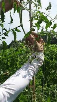[Tomato Growing] What to do at the farm after 1 week! Maintenance routine [Share Batake] [Farming...