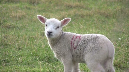 What products does Wales sell abroad?