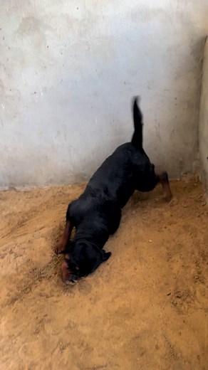 Vidéos de Bessel Kanina (@k_99_jemai) avec son original - 🇫🇷Monta🥇مونتا🇹🇳