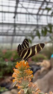 728 reactions · 65 shares | If nothing ever changed, there’d be no butterflies! 曆 | Butterfly Wonderland | Facebook