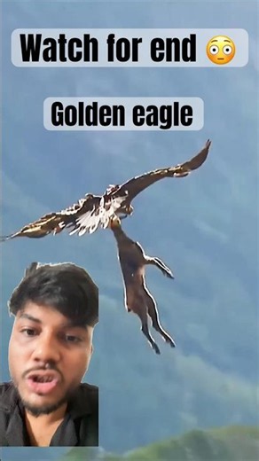 Golden Eagle's Deadly Hunting Technique 😱🦅#shorts #wildlife