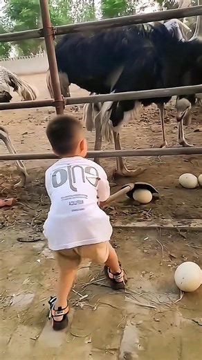 Why Farm Ostriches Never Attack Humans 🥚🦩 | फार्म के शुतुरमुर्ग हमला क्यों नहीं करते? 😱