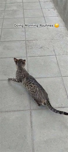 Morning Routine of a Cute Thirsty Tabby 😻🌅 | Stretch, Mew, Roll & Drink!