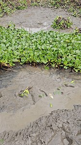 2.3M views · 10K reactions | Fish Searching in Mud Water | Fish Hunter Life | Facebook