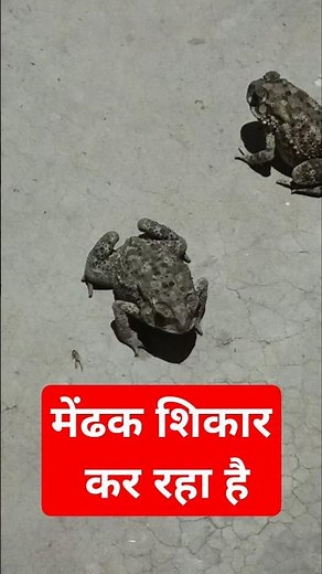 Frog Catches Insects With Lightning Speed!"