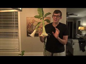 Cutting & Prepping your Angel Trumpet