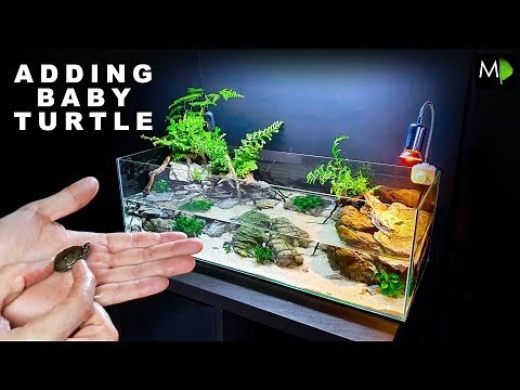 ADDING A BABY TURTLE TO NEW HABITAT!! || MD FISH TANKS