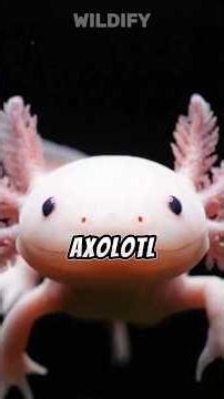 5 animals LOOK safe, but they’re NOT 😨 #animals #animalfacts