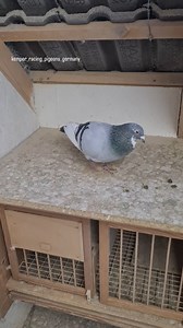 5.2K views · 921 reactions | 236 from 2021 - great racing pigeon as a yearling with number 16. new pairing in 2025. #great #racingpigeons #darling #reels #reelsinstagram #gołąb #polska #romania #netherlands #france #worldwide | kemper racing pigeons germany | Facebook