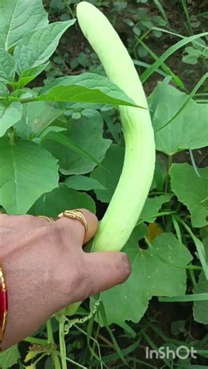 #Armenian cucumbers #Kakdi #Tar #HealthyFood #Summer veg #Vellarikai #NaturalCooling #VegetableFacts