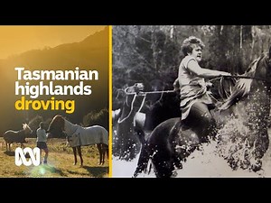 'Spectacular' cattle droving in Tassie's wild central highlands | Amazing Australia | ABC Australia