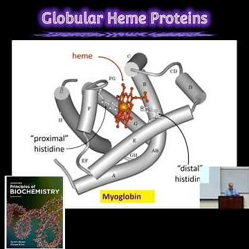 Globular Heme Proteins: Cellular Roles @Metabolism Made Easy