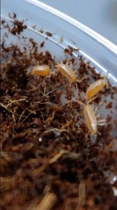 Making DIY Isopod Bin Setups