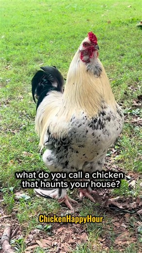28K views · 6K reactions | It wouldn’t be Chicken Halloween without this classic #halloween #jokes #dadjokes #chickens #rooster #poltergeist #poultry #chickensofinstagram #comedy #chickenhappyhour #Halloween2025 Frankie’s audio borariechorar  | Chicken Happy Hour | Facebook
