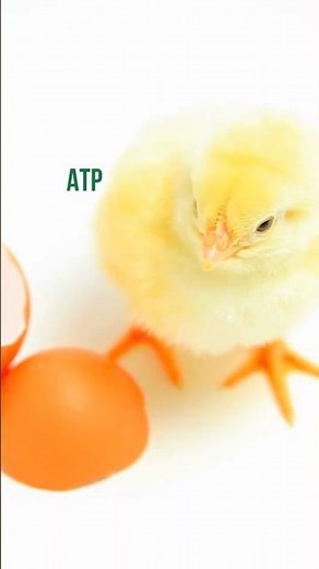 SLIDING FILAMENT theory- Mechanism of Muscle contraction and role of calcium ions! Biology revision