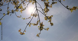 a flowering maple tree in the spring season, a spring park with maples with flowers and with the first green foliage in sunny weather