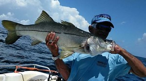 Snook season opens Feb. 1 on Florida Atlantic, inland waters