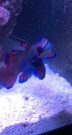 How to take care of a Green Mandarin Dragonet (Mandarin goby)!