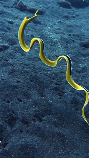 🌊Have you ever seen a fish swim majestically like a ribbon? #DidYouKnow Ribbon eels have fascinating life cycles which involve 3 completely different phases of coloration & also complete changes in gender? 🎥 IG 'jasmine_underwater' and 'mathias_underwater' | IPBES