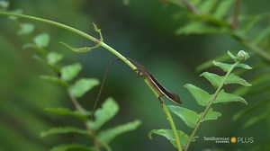 These Caribbean islands are home to different lizard species with similar characteristics. How is their evolution linked? Find out on the newly available Laws of the Lizard: https://bit.ly/2CpSxqV | Smithsonian Channel Aviation Nation