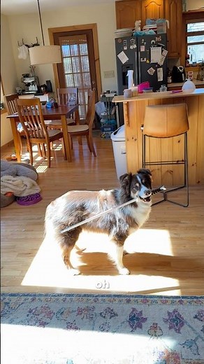 My dump stat is dexterity #ladypintobean # #australianshepherd #dnd #gamer