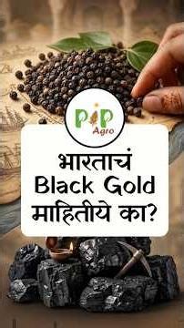 भारताचं Black Gold माहितीये का? | PIP Agro #shorts #farming #blackgold