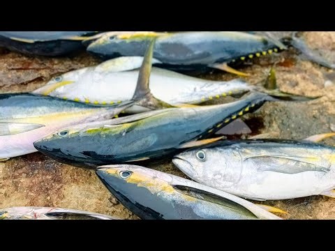 Fresh Tuna Cutting Show-Live at the Market