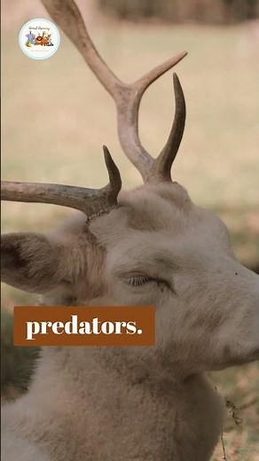 European Bison Revival | Animal Discovery#14