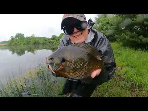 SWAMP SPIDER SMACKDOWN! Big Topwater Panfish!