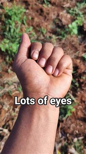 this caterpillar is so beautiful #anyuniqueanimals #beautifulinsects #nature