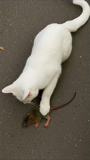 Cat Catches Rat… But the Rat Fakes Death and Escapes