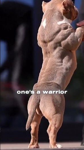 Pitbull vs American Bully 🔥 Who’s the Real Alpha?