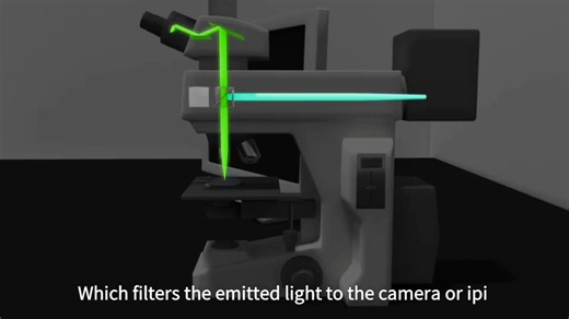 FLUORESCENCE MICROSCOPY