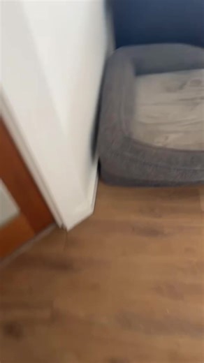 Teddy the Dog's Playful Strength Humor