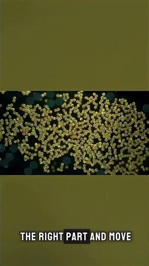 Sand-Sized Robots That Could Work Inside Your Body! 🤯