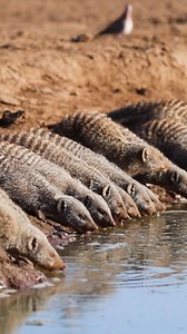 499K views · 8.1K reactions | Banded mongoose drinking water Wincent YluyE #nature #wildlife #Animal | HAWI Studios | Facebook