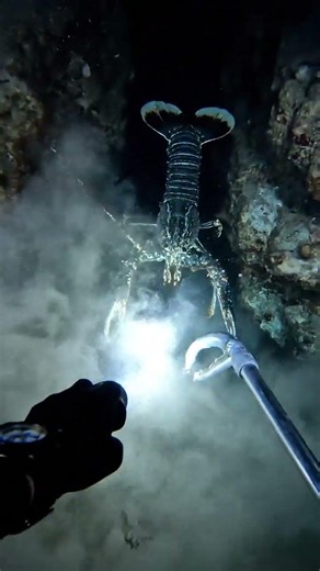 Night Diving for Lobsters: Epic Catch in the Dark!