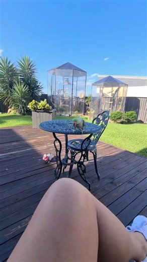 19K views · 765 reactions | Birds cannot get effective exercise...