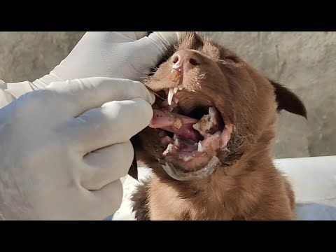 Mandibular fracture repair in stray pup