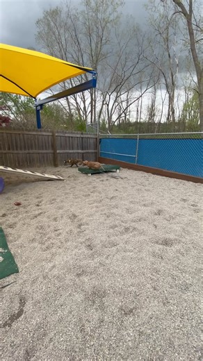 173 reactions · 14 shares | Cai (brindle boxer pup) and Seret (tan pitttie) had a blast this afternoon in playgroup! Both of these pups are available for adoption and would love to meet you! | Ingham County Animal Control and Shelter | Facebook