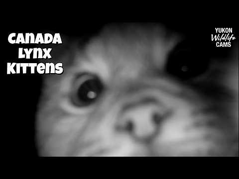 Canada Lynx Kittens - Adorable yet mischievous