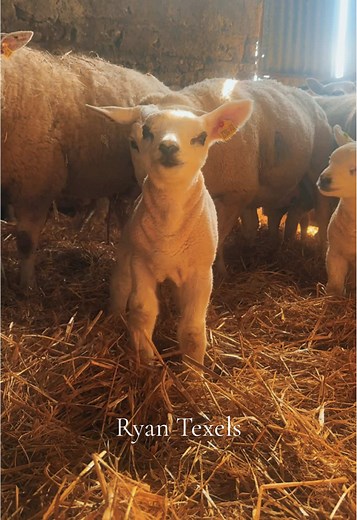 Discover the Adorable Irish Texel Lambs on the Farm